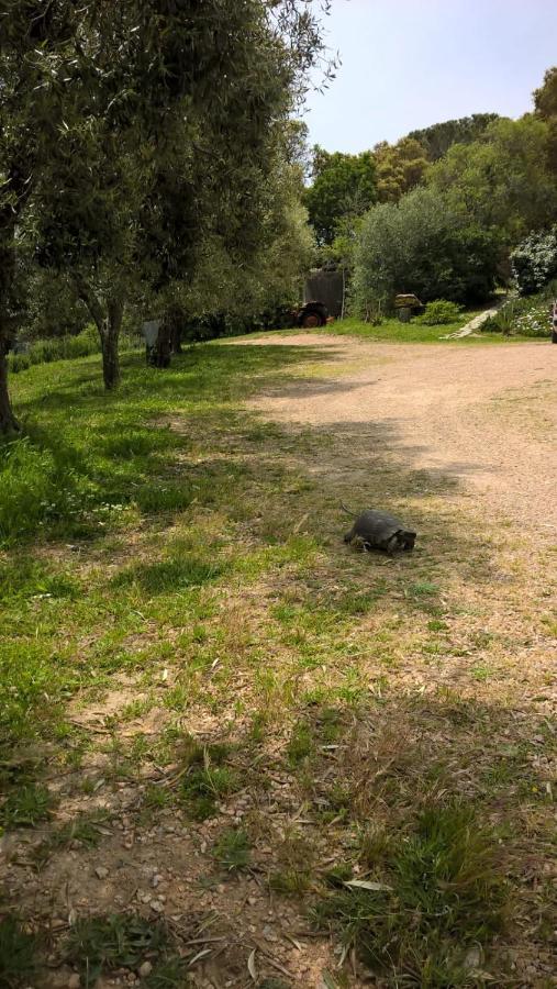 La Vigna Tempio Pausania