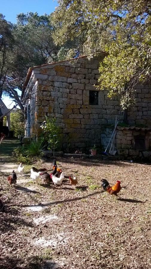 La Vigna 2*